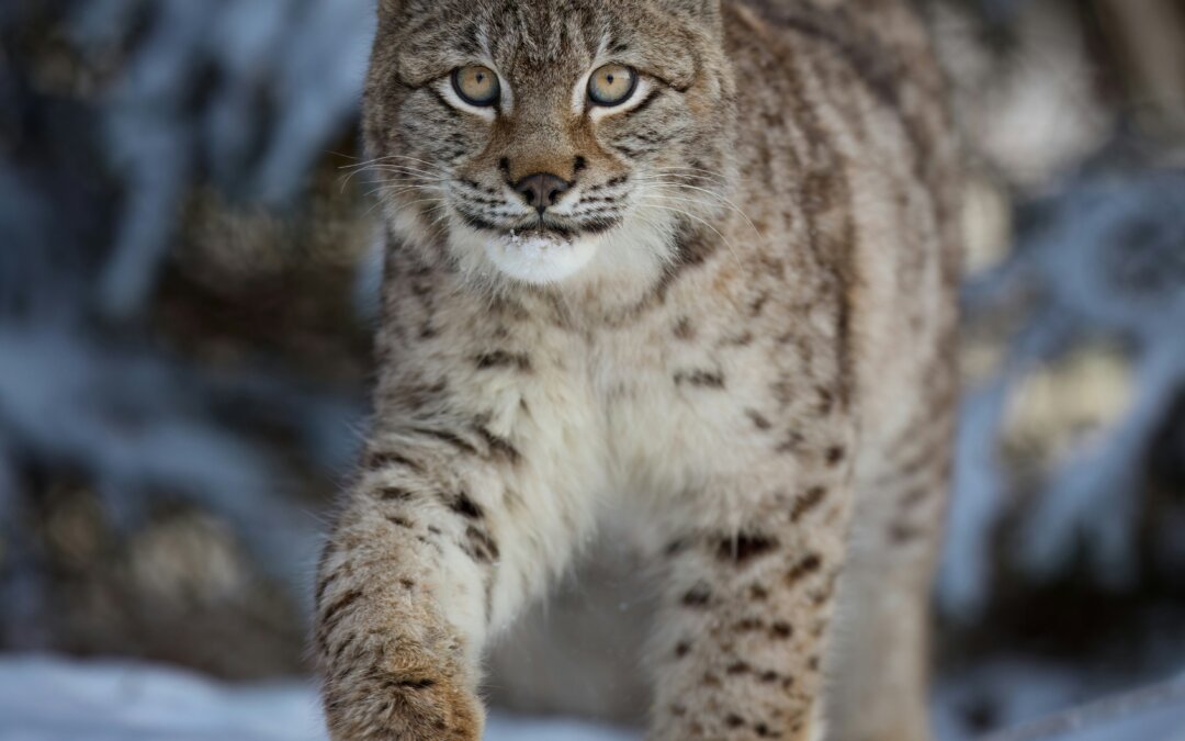 Skjutprogrammet för 2026